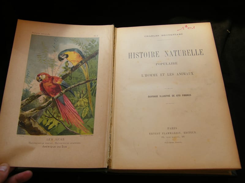 Histoire Naturelle Ch Brongniart 870 Figures Flammarion — view 2 of 7