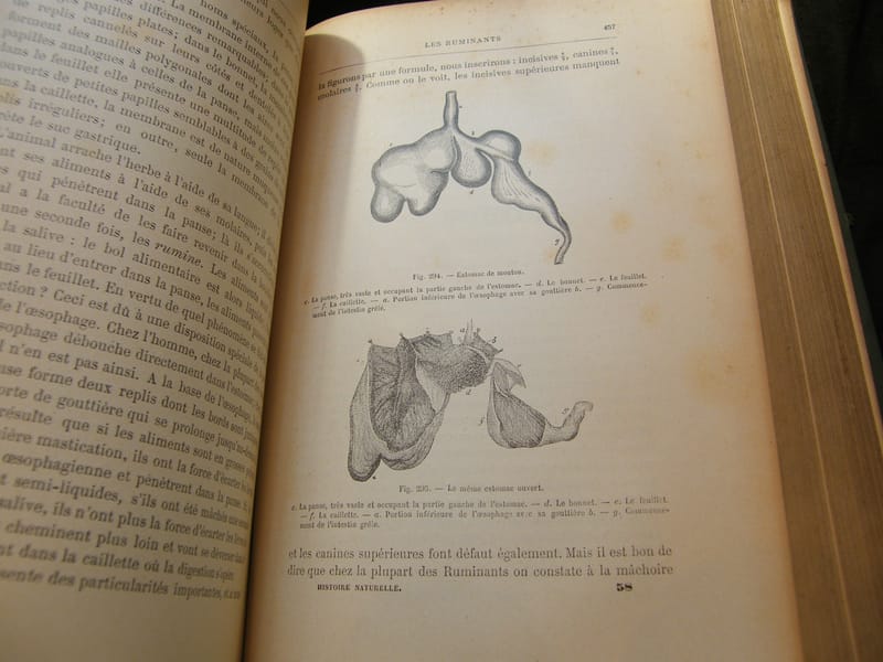 Histoire Naturelle Ch Brongniart 870 Figures Flammarion — view 3 of 7