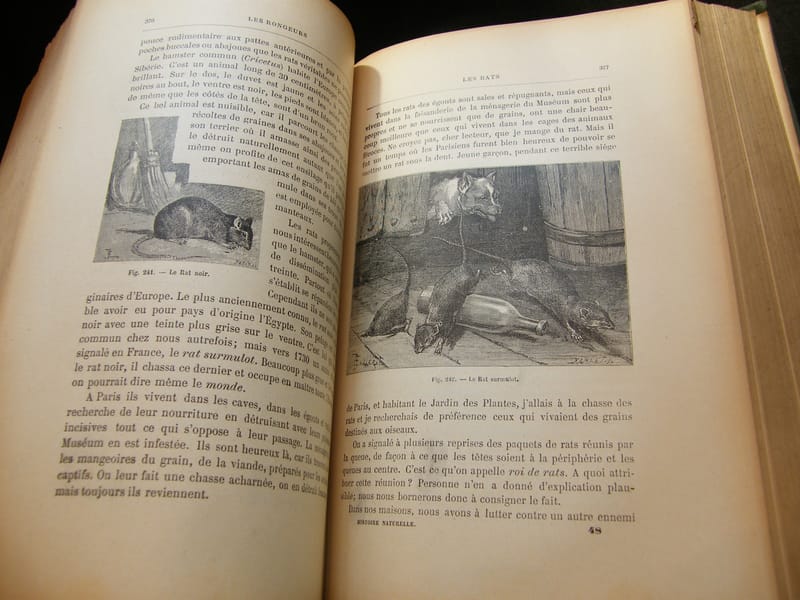 Histoire Naturelle Ch Brongniart 870 Figures Flammarion — view 4 of 7